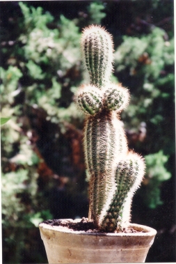hermafrodites cactus